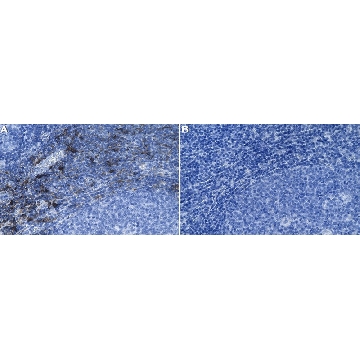 Anti-Siglec1/CD169 Antibody, clone 1O8 ZooMAb® Rabbit Monoclonal，25UL，ZRB2251-25UL，Sigma