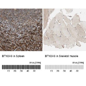 抗-BTN3A3 兔抗，100UL，HPA007904-100UL，Sigma