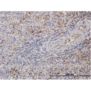 Monoclonal Anti-TUBB2A antibody produced in mouse，100UG，SAB1402386-100UG，Sigma