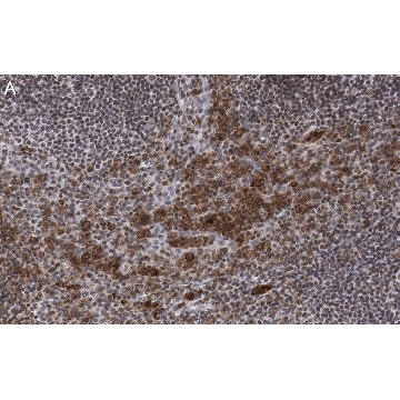 Anti-Caspase-1 p10 Antibody, clone 9H11 ZooMAb® Rabbit Monoclonal，4X25UL，ZRB1563-4X25UL，Sigma