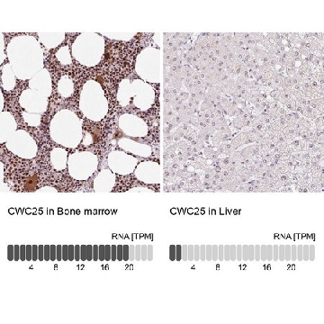 Anti-CWC25 antibody produced in rabbit，100UL，HPA062997-100UL，Sigma