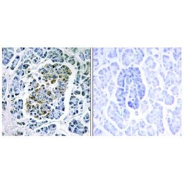 Anti-MTSSB antibody produced in rabbit，100UG，SAB4502859-100UG，Sigma
