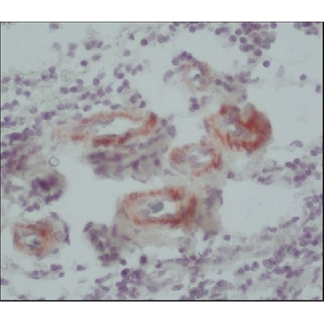 抗- 钙蛋白单克隆抗体 小鼠抗，100UL，C2687-100UL，Sigma