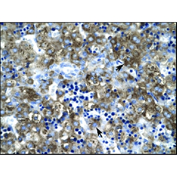 Anti-CLDN1 antibody produced in rabbit，100UL，AV33623-100UL，Sigma