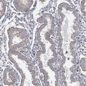 Anti-SLCO4A1 antibody produced in rabbit，100UL，HPA030669-100UL，Sigma