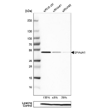 Anti-DNAJA1 antibody produced in rabbit，100UL，HPA001306-100UL，Sigma