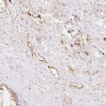 Anti-LYVE1 antibody produced in rabbit，100UL，HPA042953-100UL，Sigma