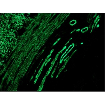 抗-鼠 IgG（全分子）-FITC 兔抗，0.5ML，F9137-.5ML，Sigma