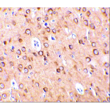 Anti-CTRP4 (ab1) antibody produced in rabbit，100UG，PRS3567-100UG，Sigma
