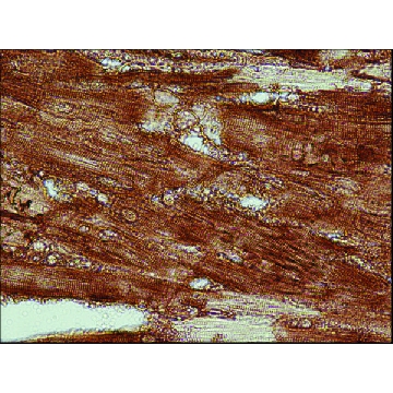 Anti-Actin, Cardiac antibody, Mouse monoclonal，100UL，A9357-100UL，Sigma