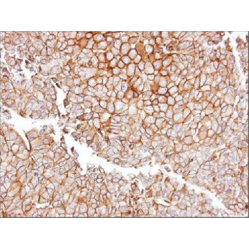 Anti-GGT1 antibody produced in rabbit，100UL，SAB2701966-100UL，Sigma