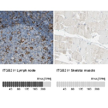 Anti-ITGB2 antibody produced in rabbit，100UL，HPA008877-100UL，Sigma