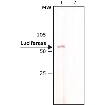 抗-荧光素酶抗体，小鼠单克隆，0.2ML，L2164-.2ML，Sigma