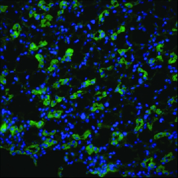 Anti-AQP1 antibody produced in rabbit，100UL，SAB5200109-100UL，Sigma