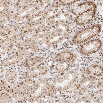 Anti-HOXC5 antibody produced in rabbit，100UL，HPA026794-100UL，Sigma