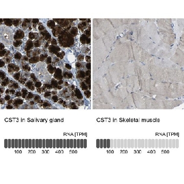 Anti-CST3 antibody produced in rabbit，100UL，HPA013143-100UL，Sigma