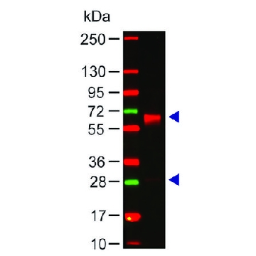 Anti-Human IgA (α-chain specific) antibody produced in rabbit，2MG，SAB3701232-2MG，Sigma