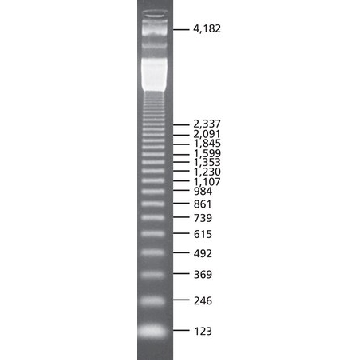 123 bp DNA分子量标准，250UG，D5042-250UG，Sigma