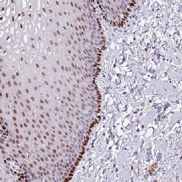 Anti-TMEM215 antibody produced in rabbit，100UL，HPA052804-100UL，Sigma