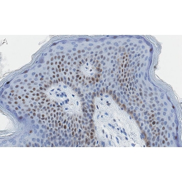 Anti-c-Jun Antibody, clone 1G8 ZooMAb® Rabbit Monoclonal，4X25UL，ZRB1422-4X25UL，Sigma