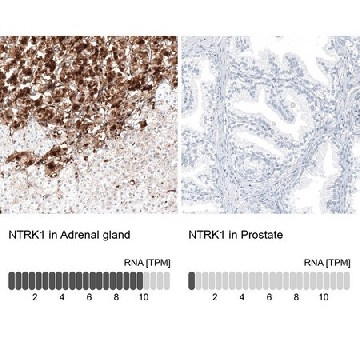 Anti-NTRK1 antibody produced in rabbit，100UL，HPA035799-100UL，Sigma
