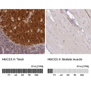 Anti-HMCES antibody produced in rabbit，100UL，HPA044968-100UL，Sigma