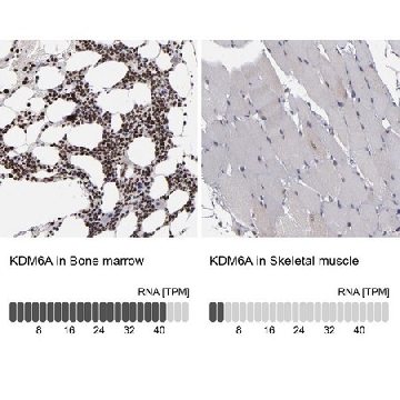 ANTI-KDM6A antibody produced in rabbit，100UL，HPA002111-100UL，Sigma