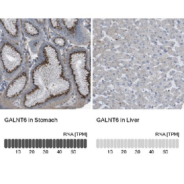 Anti-GALNT6 antibody produced in rabbit，100UL，HPA017086-100UL，Sigma