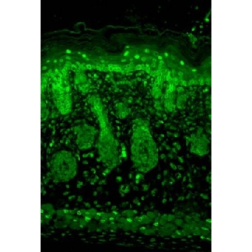 Monoclonal Anti-KCNJ2 antibody produced in mouse，100UG，SAB5200027-100UG，Sigma