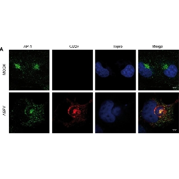 Monoclonal Anti-γ-Adaptin antibody produced in mouse，0.2ML，A4200-.2ML，Sigma