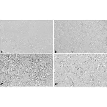 Fibronectin/Gelatin Coating Solution，100ML，FG001-100ML，Sigma
