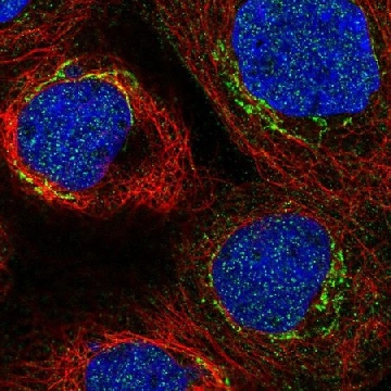 Anti-C3orf67 antibody produced in rabbit，100UL，HPA069696-100UL，Sigma