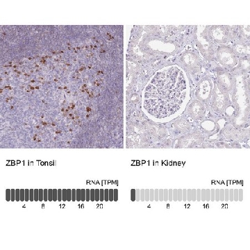 Anti-ZBP1 antibody produced in rabbit，100UL，HPA041256-100UL，Sigma