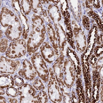 Anti-PKN3 antibody produced in rabbit，100UL，HPA045390-100UL，Sigma