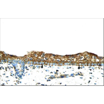 Anti-RBPMS antibody produced in rabbit，100UL，SAB2106506-100UL，Sigma