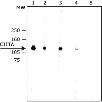Anti-CIITA antibody, Mouse monoclonal，200UL，C3367-200UL，Sigma