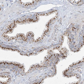 Anti-VAMP5 antibody produced in rabbit，100UL，HPA035082-100UL，Sigma