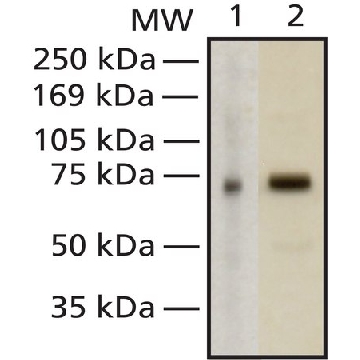 Anti-MeCP2 antibody, Mouse monoclonal，200UL，M6818-200UL，Sigma