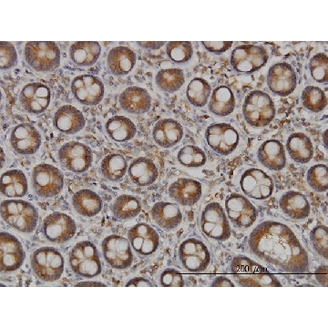 Monoclonal Anti-NDST1 antibody produced in mouse，100UG，WH0003340M1-100UG，Sigma