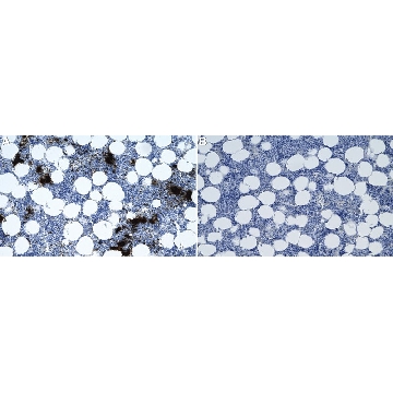 Anti-CD41/ITGA2B Antibody, clone 1F9 ZooMAb® Rabbit Monoclonal，254G，ZRB2777-25UL，Sigma