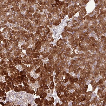 Anti-DLGAP4 antibody produced in rabbit，100UL，HPA054105-100UL，Sigma