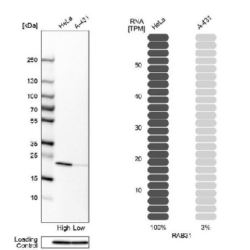 Anti-RAB31 antibody produced in rabbit，100UL，HPA019717-100UL，Sigma