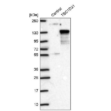 抗-TBC1D31 兔抗，100UL，HPA023710-100UL，Sigma