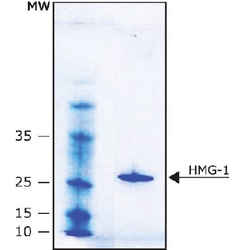 HMG-1 人，0.1MG，H4652-.1MG，Sigma