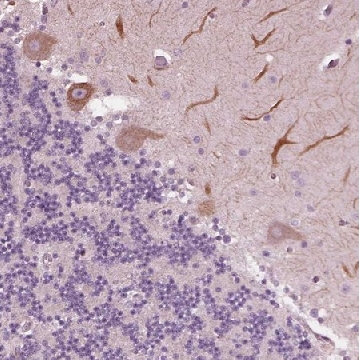 Anti-CELSR3 antibody produced in rabbit，100UL，HPA062866-100UL，Sigma