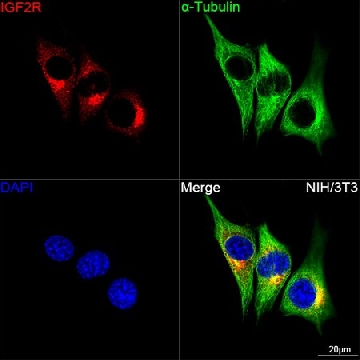 Anti-Cation-independent M6PR (IGF2R) Antibody, clone 4J4A3, Rabbit Monoclonal，100UL，SAB5702436-100UL，Sigma