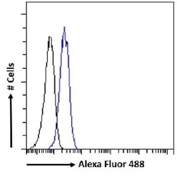 Anti-PINK1 antibody produced in goat，100UG，SAB2500794-100UG，Sigma
