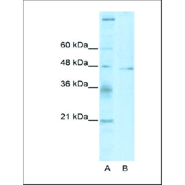 Anti-TSG101 antibody produced in rabbit，100UL，AV38773-100UL，Sigma