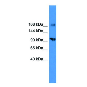 Anti-AXL (C-terminal) antibody produced in rabbit，100UL，SAB2109112-100UL，Sigma