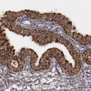 Anti-ERLIN2 antibody produced in rabbit，100UL，HPA002025-100UL，Sigma